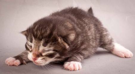 Description: J:\Pictures\N-kull_1_week\20111118_Joachim_014.jpg