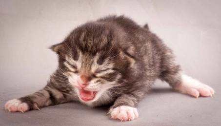 Description: J:\Pictures\N-kull_1_week\20111118_Joachim_015.jpg