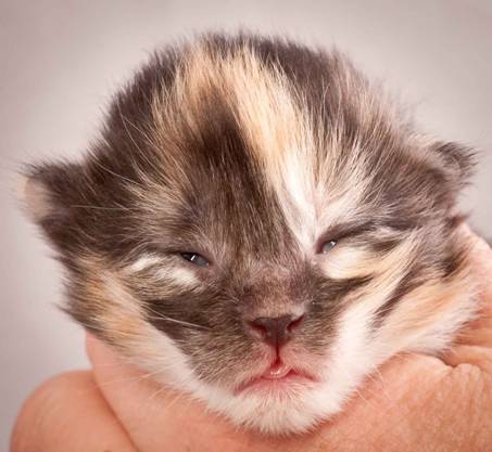 Description: J:\Pictures\N-kull_1_week\20111118_Joachim_017.jpg