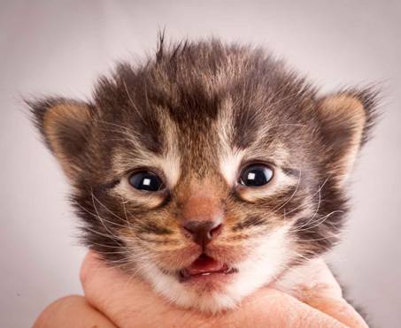 Description: J:\Pictures\N-kull_2_weeks\20111124_N-kull_2_weeks_0006.jpg