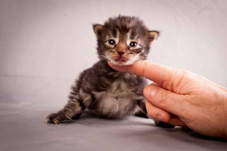 Description: J:\Pictures\N-kull_2_weeks\20111124_N-kull_2_weeks_0004.jpg