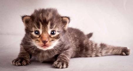 Description: J:\Pictures\N-kull_2_weeks\20111124_N-kull_2_weeks_0015.jpg