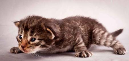 Description: J:\Pictures\N-kull_2_weeks\20111124_N-kull_2_weeks_0011.jpg