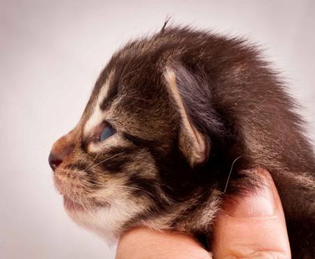 Description: J:\Pictures\N-kull_2_weeks\20111124_N-kull_2_weeks_0008.jpg