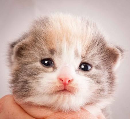 Description: J:\Pictures\N-kull_2_weeks\20111124_N-kull_2_weeks_0024.jpg