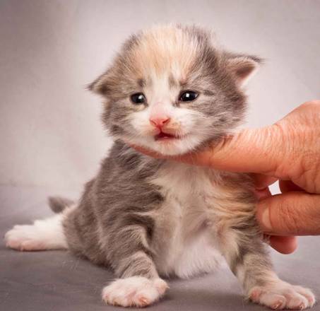 Description: J:\Pictures\N-kull_2_weeks\20111124_N-kull_2_weeks_0023.jpg