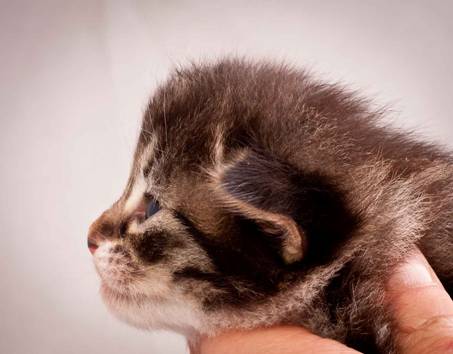 Description: J:\Pictures\N-kull_2_weeks\20111124_N-kull_2_weeks_0036.jpg