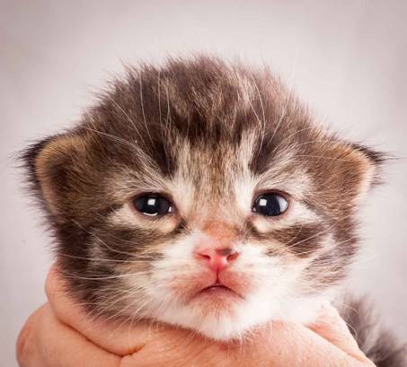 Description: J:\Pictures\N-kull_2_weeks\20111124_N-kull_2_weeks_0035.jpg