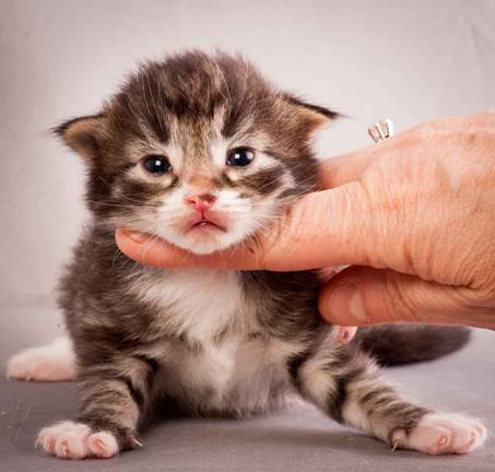 Description: J:\Pictures\N-kull_2_weeks\20111124_N-kull_2_weeks_0034.jpg