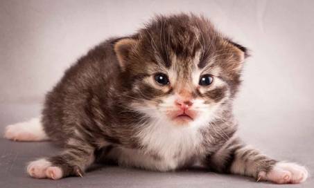 Description: J:\Pictures\N-kull_2_weeks\20111124_N-kull_2_weeks_0033.jpg