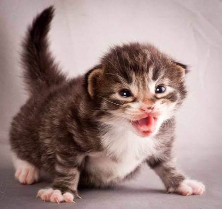 Description: J:\Pictures\N-kull_2_weeks\20111124_N-kull_2_weeks_0046.jpg