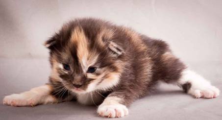 Description: J:\Pictures\N-kull_2_weeks\20111124_N-kull_2_weeks_0058.jpg