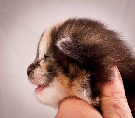 Description: J:\Pictures\N-kull_2_weeks\20111124_N-kull_2_weeks_0056.jpg