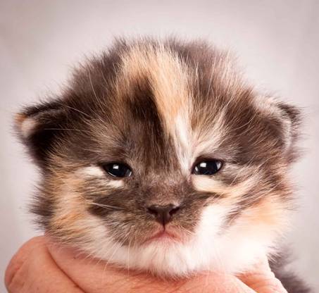 Description: J:\Pictures\N-kull_2_weeks\20111124_N-kull_2_weeks_0053.jpg