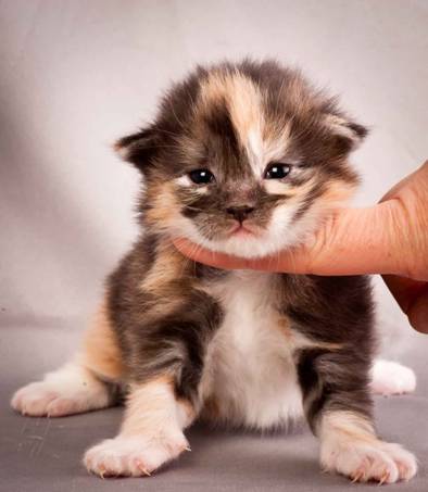 Description: J:\Pictures\N-kull_2_weeks\20111124_N-kull_2_weeks_0050.jpg