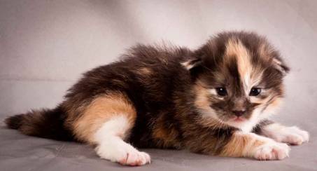 Description: J:\Pictures\N-kull_2_weeks\20111124_N-kull_2_weeks_0060.jpg