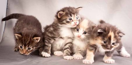 Description: J:\Pictures\N-kull_3_weeks\20111201_N-kull_3_weeks_0068.jpg