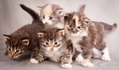 Description: J:\Pictures\N-kull_3_weeks\20111201_N-kull_3_weeks_0065.jpg