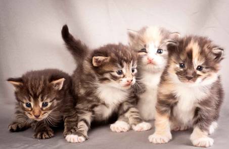 Description: J:\Pictures\N-kull_3_weeks\20111201_N-kull_3_weeks_0069.jpg