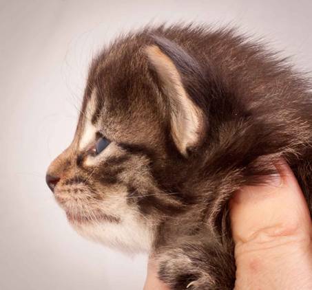 Description: J:\Pictures\N-kull_3_weeks\20111201_N-kull_3_weeks_0006.jpg