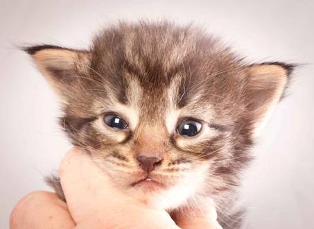 Description: J:\Pictures\N-kull_3_weeks\20111201_N-kull_3_weeks_0004.jpg