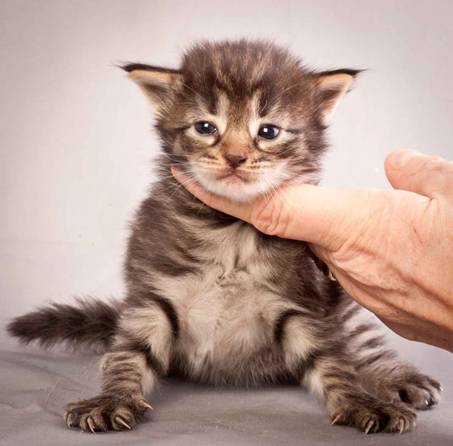 Description: J:\Pictures\N-kull_3_weeks\20111201_N-kull_3_weeks_0003.jpg