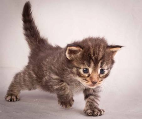 Description: J:\Pictures\N-kull_3_weeks\20111201_N-kull_3_weeks_0013.jpg