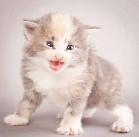 Description: J:\Pictures\N-kull_3_weeks\20111201_N-kull_3_weeks_0027.jpg