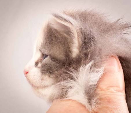 Description: J:\Pictures\N-kull_3_weeks\20111201_N-kull_3_weeks_0022.jpg