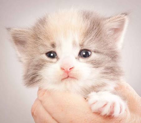 Description: J:\Pictures\N-kull_3_weeks\20111201_N-kull_3_weeks_0021.jpg