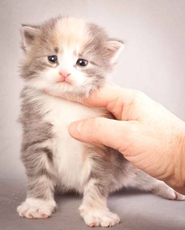 Description: J:\Pictures\N-kull_3_weeks\20111201_N-kull_3_weeks_0020.jpg