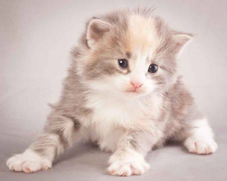 Description: J:\Pictures\N-kull_3_weeks\20111201_N-kull_3_weeks_0015.jpg