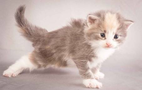 Description: J:\Pictures\N-kull_3_weeks\20111201_N-kull_3_weeks_0029.jpg