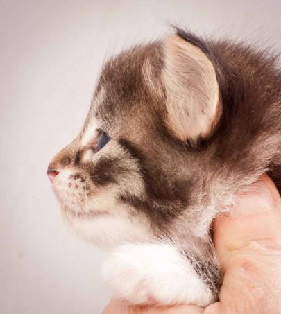 Description: J:\Pictures\N-kull_3_weeks\20111201_N-kull_3_weeks_0037.jpg