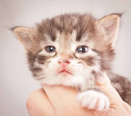 Description: J:\Pictures\N-kull_3_weeks\20111201_N-kull_3_weeks_0035.jpg