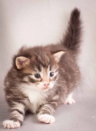 Description: J:\Pictures\N-kull_3_weeks\20111201_N-kull_3_weeks_0031.jpg