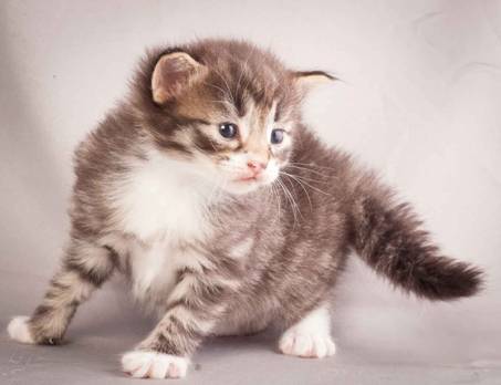 Description: J:\Pictures\N-kull_3_weeks\20111201_N-kull_3_weeks_0043.jpg