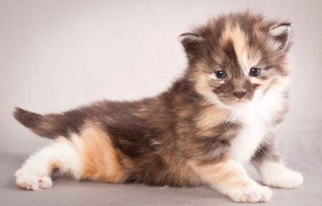 Description: J:\Pictures\N-kull_3_weeks\20111201_N-kull_3_weeks_0055.jpg