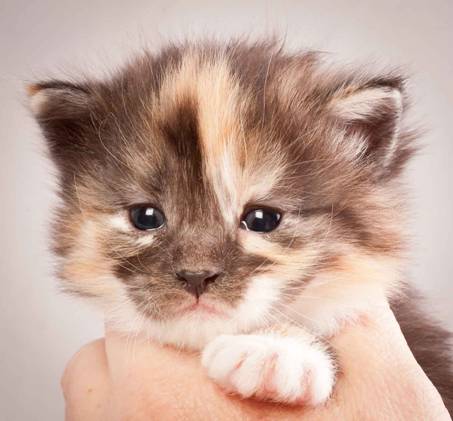 Description: J:\Pictures\N-kull_3_weeks\20111201_N-kull_3_weeks_0052.jpg