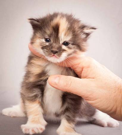 Description: J:\Pictures\N-kull_3_weeks\20111201_N-kull_3_weeks_0051.jpg