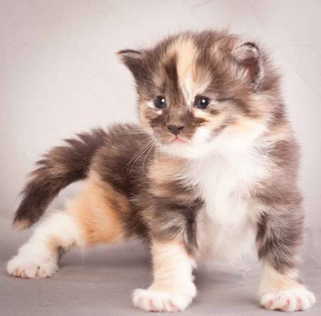 Description: J:\Pictures\N-kull_3_weeks\20111201_N-kull_3_weeks_0060.jpg