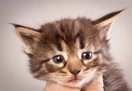 Description: Description: Description: J:\Pictures\N-kull_4_weeks\20111209_N-kull_4_weeks_0013.jpg