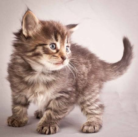 Description: Description: Description: J:\Pictures\N-kull_4_weeks\20111209_N-kull_4_weeks_0012.jpg