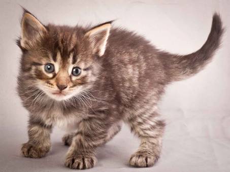 Description: Description: Description: J:\Pictures\N-kull_4_weeks\20111209_N-kull_4_weeks_0011.jpg