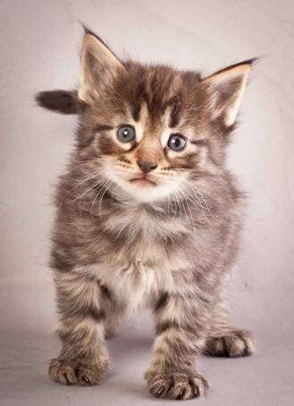 Description: Description: Description: J:\Pictures\N-kull_4_weeks\20111209_N-kull_4_weeks_0008.jpg