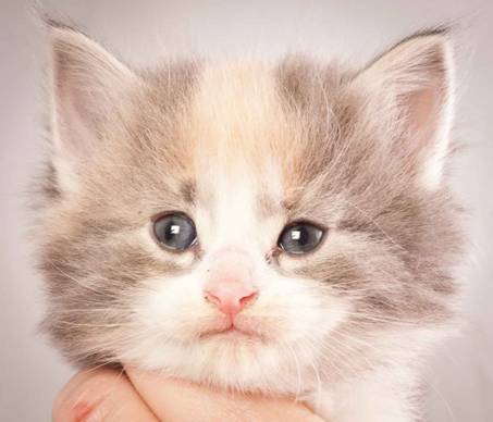 Description: Description: Description: J:\Pictures\N-kull_4_weeks\20111209_N-kull_4_weeks_0034.jpg