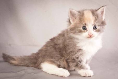 Description: Description: Description: J:\Pictures\N-kull_4_weeks\20111209_N-kull_4_weeks_0030.jpg