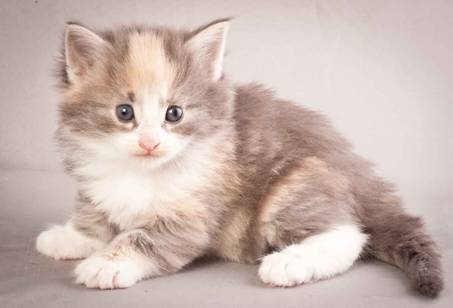 Description: Description: Description: J:\Pictures\N-kull_4_weeks\20111209_N-kull_4_weeks_0027.jpg