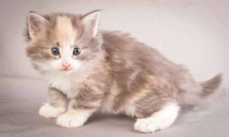 Description: Description: Description: J:\Pictures\N-kull_4_weeks\20111209_N-kull_4_weeks_0021.jpg