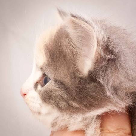 Description: Description: Description: J:\Pictures\N-kull_4_weeks\20111209_N-kull_4_weeks_0035.jpg